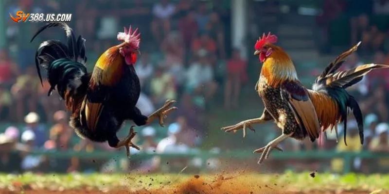 Tổng quan về đá gà trực tuyến 24h