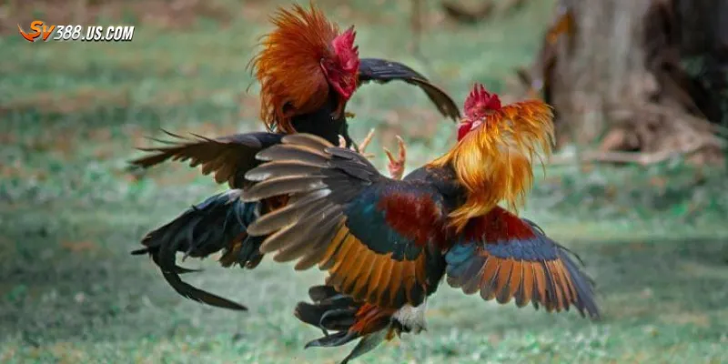 Mẹo cá cược gà nòi chọi để thắng lớn