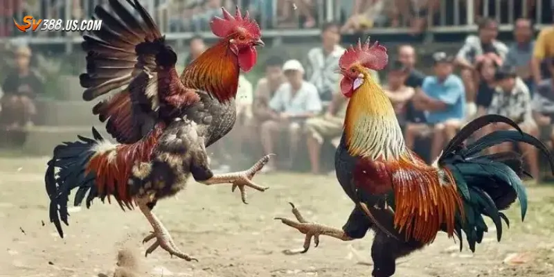 Đặc điểm nổi bật của gà nòi chọi trong cá cược