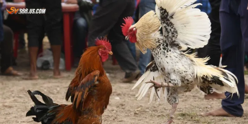 Top mẹo chọn trận gà tre đá hay để xem