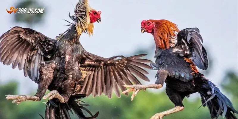 Một số trận gà tre đá hay đáng xem