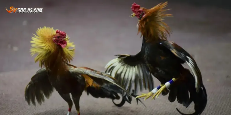 Bao quát về gà tre đá hay