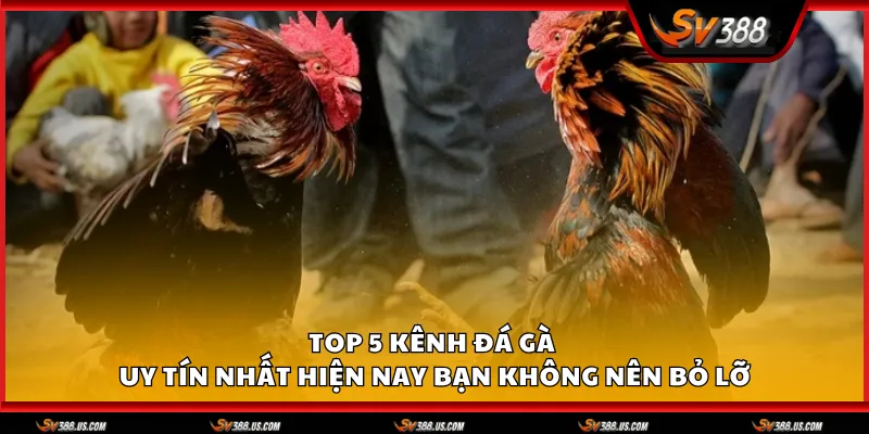 kenh da ga uy tin 1 11zon 1