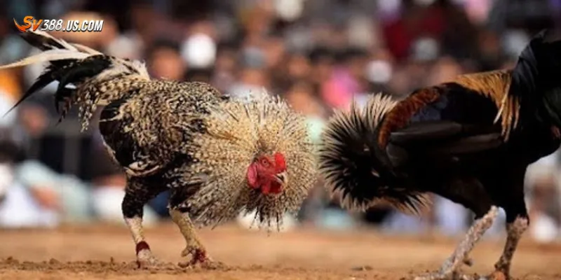 Giới thiệu top 2 kênh đá gà uy tín nhất hiện nay