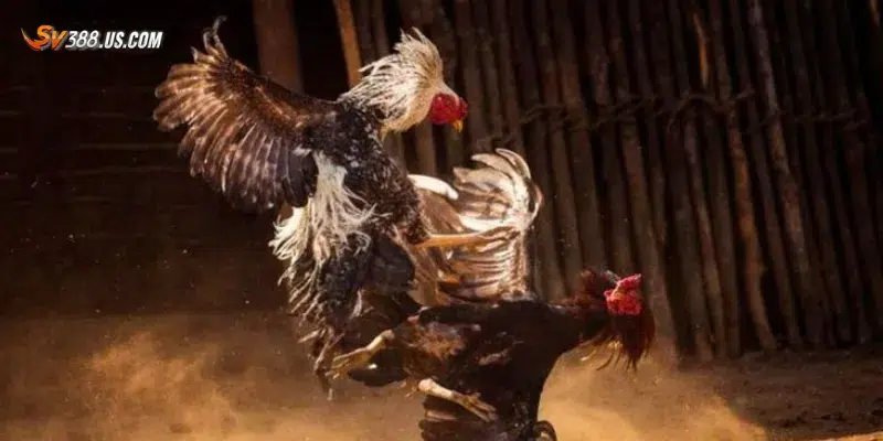 Lợi ích khi tham gia top 5 kênh đá gà uy tín