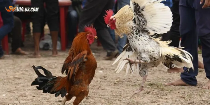 Lý do nên chọn kênh đá gà uy tín