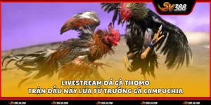 livestream da ga thomo 1 11zon