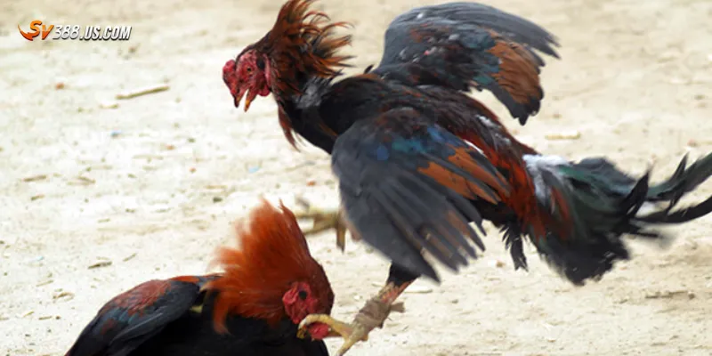 Lý do Livestream đá gà Thomo