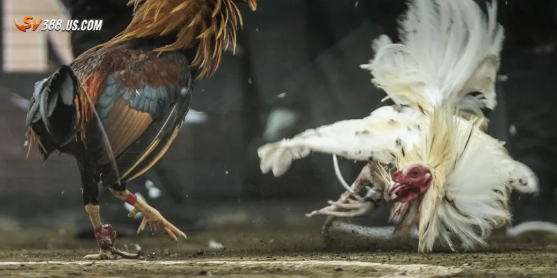 Cách xem livestream đá gà Thomo hiệu quả