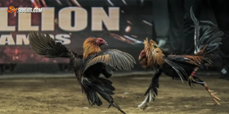 Lợi ích khi theo dõi livestream đá gà Thomo