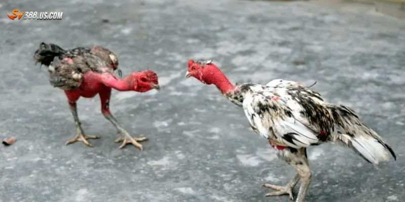 Tìm hiểu chung về trường gà Campuchia