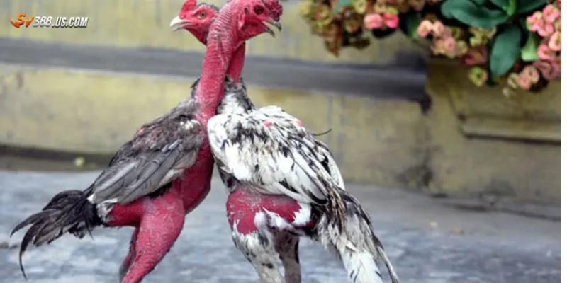 Khám phá cách hoạt động của trường gà Campuchia