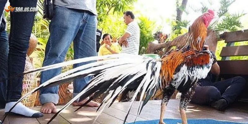 Các hình thức cá cược tại trường gà Campuchia