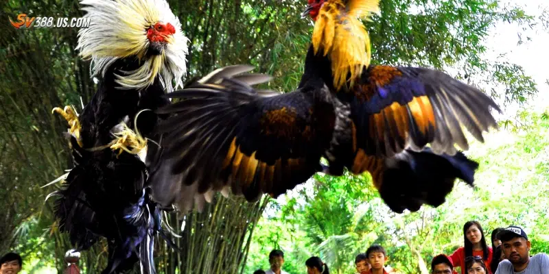 Một số lý do cần đặt cược đá gà hiệu quả