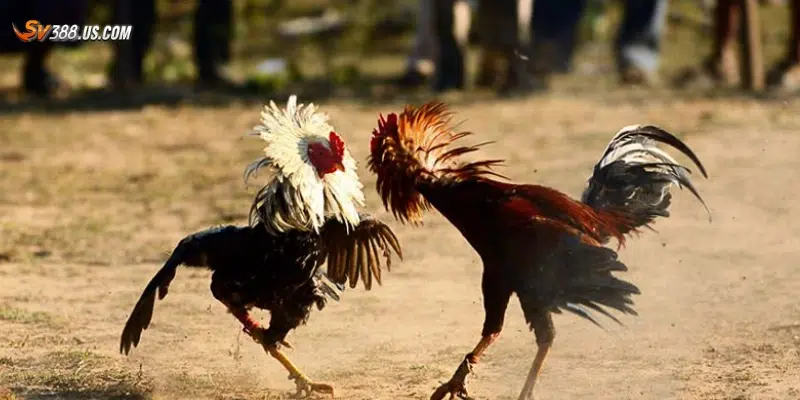 Kỹ thuật phân tích để đặt cược đá gà hiệu quả