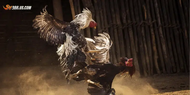 Các cách đặt cược đá gà hiệu quả hạn chế rủi ro 