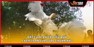 Cach dat cuoc da ga hieu qua
