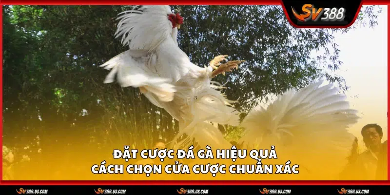 Cach dat cuoc da ga hieu qua