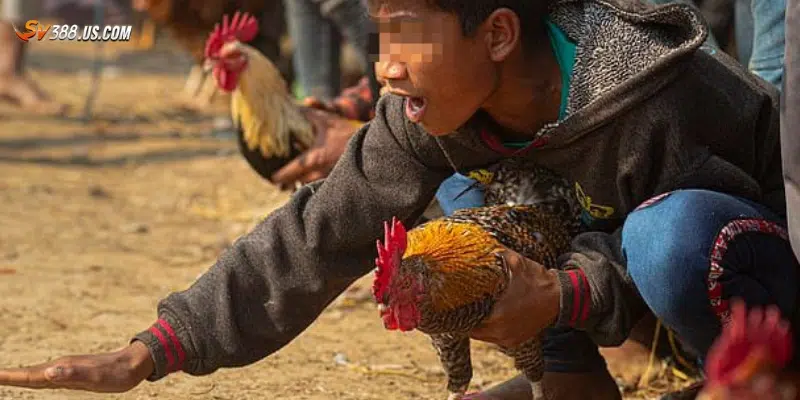 Sức hút của đá gà Campuchia cược tiền thật