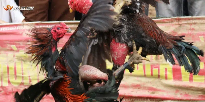 Cách tham gia đá gà Campuchia cược tiền thật trực tuyến