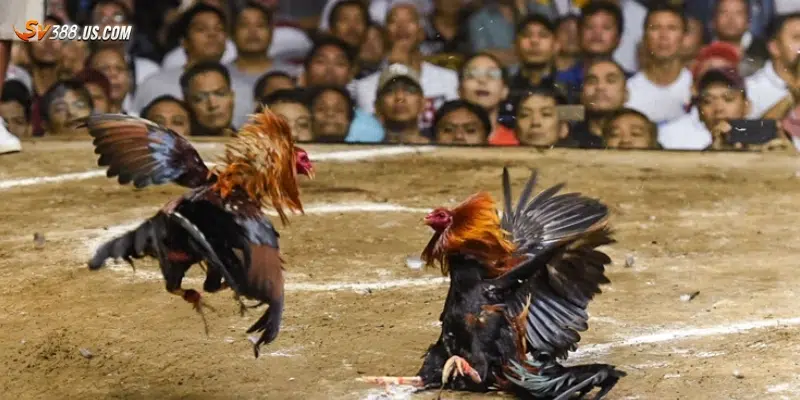 Cách đảm bảo an toàn khi tham gia đá gà Campuchia cược tiền thật