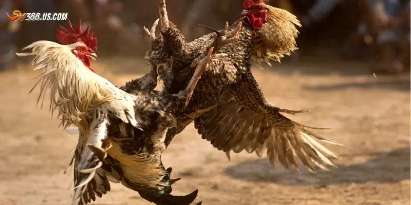 Tìm hiểu lịch sử và ý nghĩa của đá gà ăn tiền