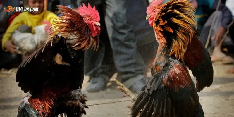 Cách tham gia đá gà ăn tiền hiệu quả