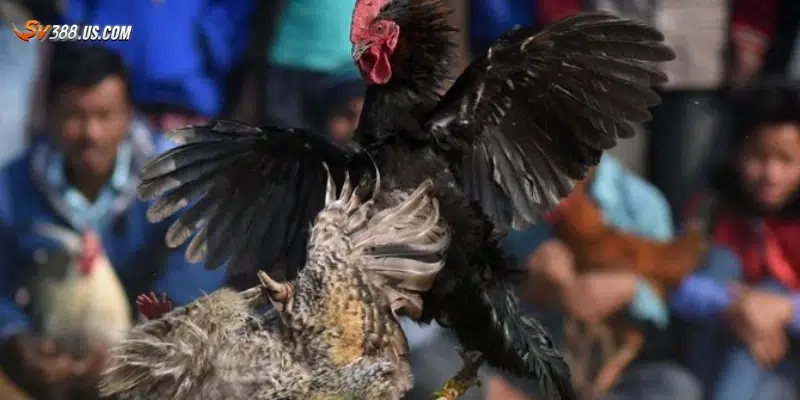 Lưu ý quan trọng khi tham gia đá gà ăn tiền