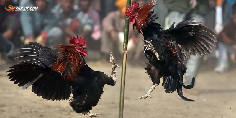 Chia sẻ top tips soi kèo đá gà cựa dao dễ thắng