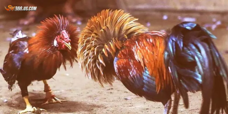 Các lưu ý khi chơi đá gà cựa dao