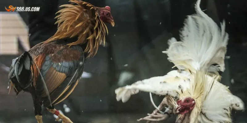 Các ưu điểm của đá gà cựa dao Campuchia