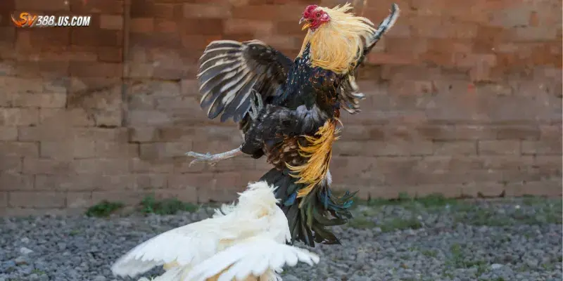 Khám phá lợi ích của đá gà live 24/7