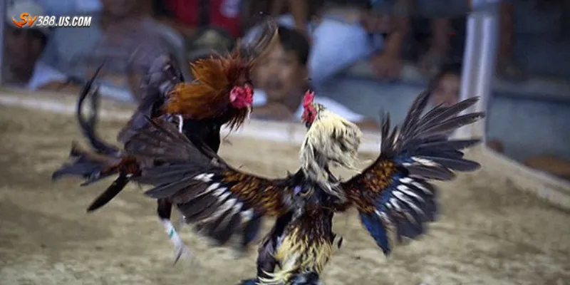 Hướng dẫn cách tham gia đá gà live 24/7