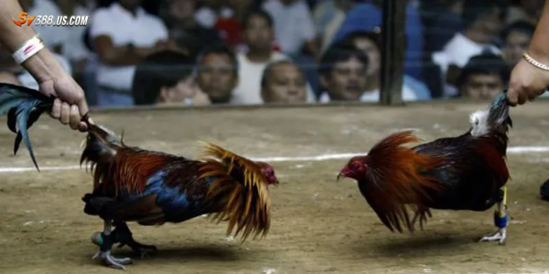 Tìm hiểu về đá gà live 24/7