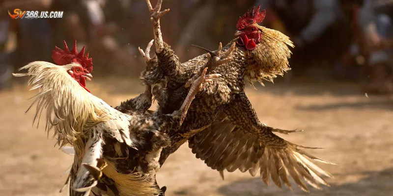 Một số loại hình đá gà phổ biến qua mạng