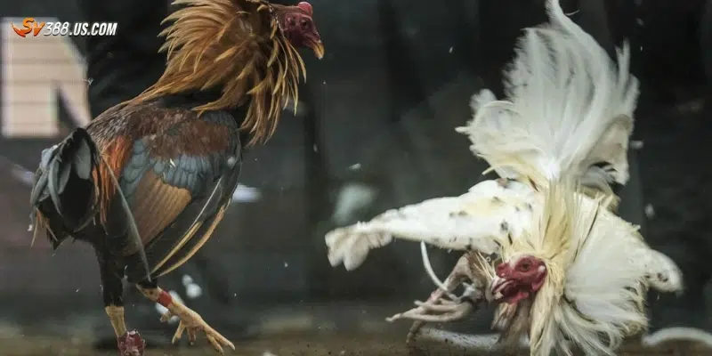 Các đặc điểm nổi bật của đá gà trực tiếp Campuchia