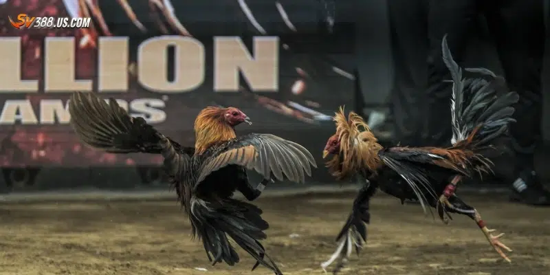 Cách tham gia đá gà trực tiếp Campuchia 