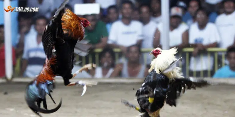 Kinh nghiệm cần biết khi đặt cược đá gà trực tiếp từ Campuchia