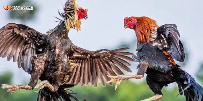 Chuẩn bị để xem đá gà trực tiếp online