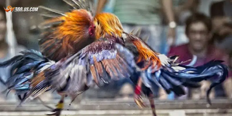 Các bước xem đá gà trực tiếp online