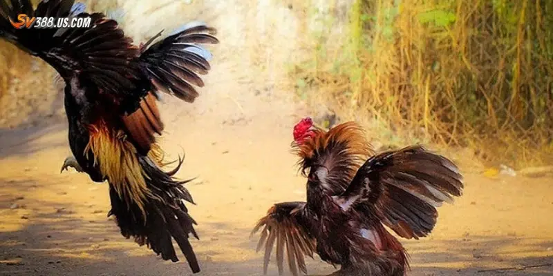 Các mẹo tối ưu trải nghiệm xem đá gà trực tiếp online