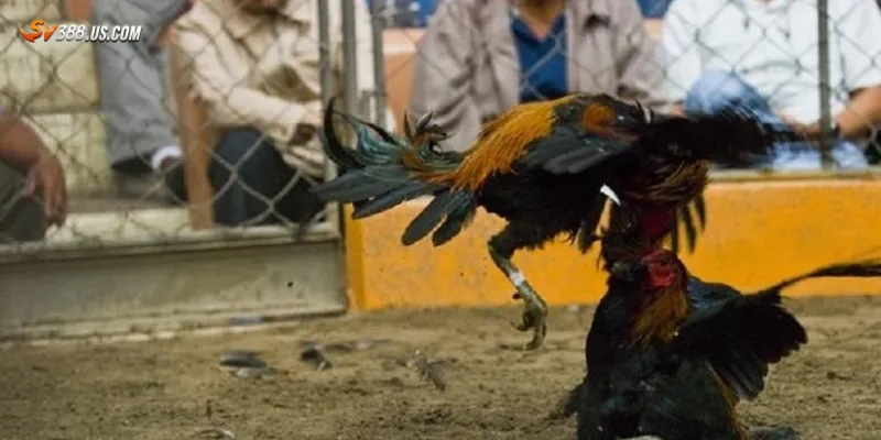 Các lưu ý khi theo dõi hoặc đặt cược theo gà đá bất bại