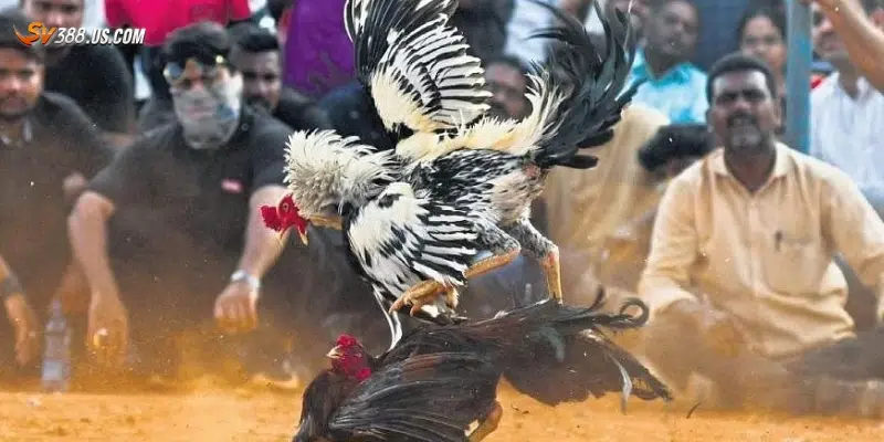 Tầm quan trọng của việc chọn nhà cái đá gà đáng tin cậy