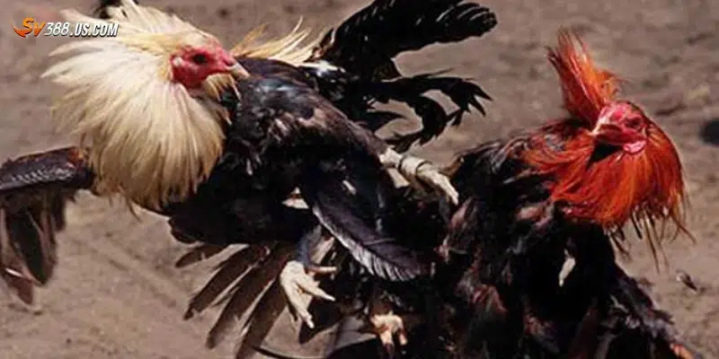 Các lợi ích khi tham gia nhà cái đá gà uy tín