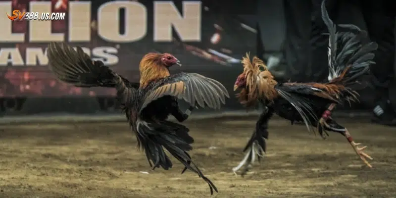 Cách nhận diện nhà cái đá gà uy tín