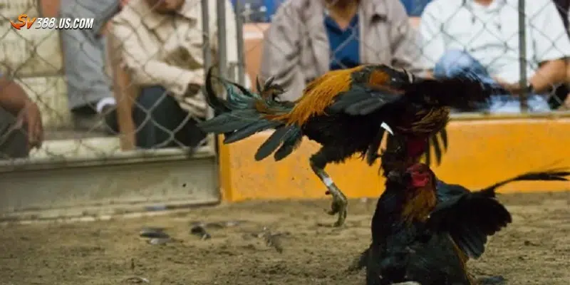 Một số vai trò của soi kèo đá gà chuẩn xác