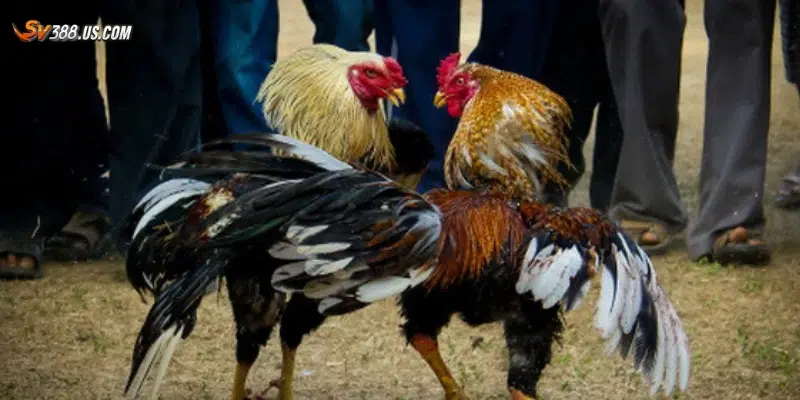 Hướng dẫn cách phân tích để soi kèo đá gà chuẩn xác