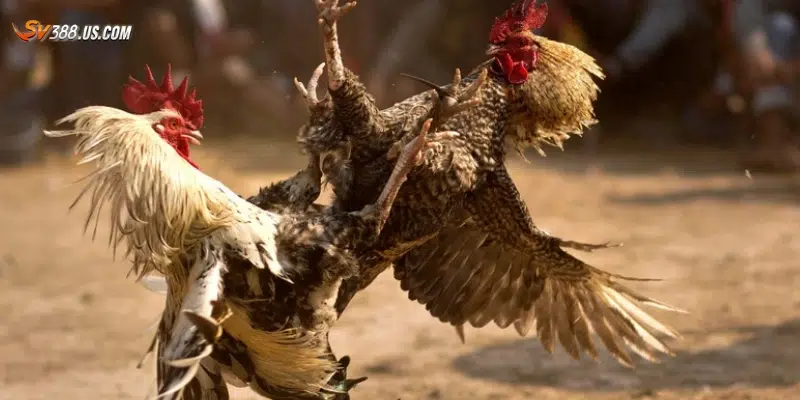 Một số mẹo tránh sai lầm khi soi kèo đá gà chuẩn xác