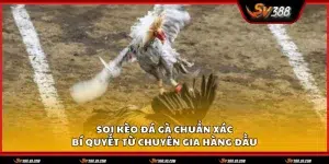 Soi keo da ga chuan xac