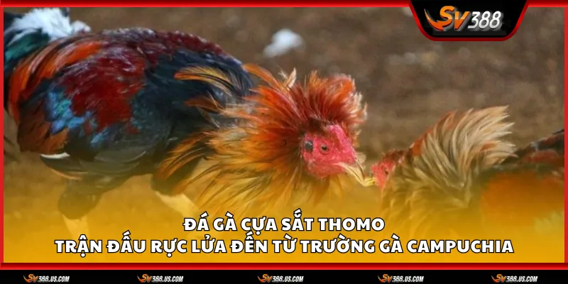 da ga cua sat thomo 1 11zon